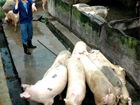 沼氣行業(yè)動態(tài)與市場走勢分析 聚焦愛豬網(wǎng)沼氣設(shè)備新動向